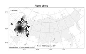 Picea abies (L.) H. Karst., Atlas of the Russian Flora (FLORUS) (Russia)