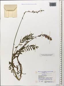 Onobrychis petraea (Willd.)Fisch., Caucasus, Stavropol Krai, Karachay-Cherkessia & Kabardino-Balkaria (K1b) (Russia)