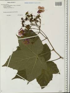 Rubus odoratus L., Eastern Europe, Central region (E4) (Russia)