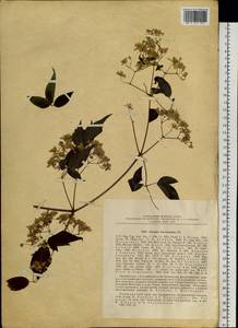 Clematis brevicaudata DC., Siberia, Russian Far East (S6) (Russia)