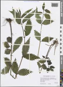 Urtica dioica var. holosericea Fr., Siberia, Russian Far East (S6) (Russia)