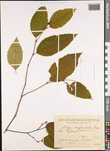 Ostrya carpinifolia Scop., Caucasus, Abkhazia (K4a) (Abkhazia)