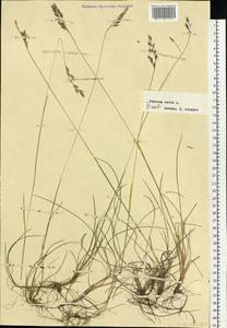 Festuca rubra L., Siberia, Yakutia (S5) (Russia)
