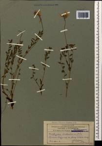 Onobrychis biebersteinii Sirj., Caucasus, Armenia (K5) (Armenia)