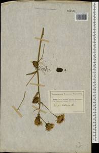 Crepis sibirica L., Eastern Europe, Lower Volga region (E9) (Russia)