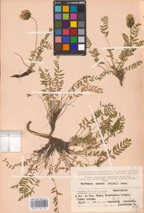 Oxytropis sordida (Willd.) Pers., Eastern Europe, Northern region (E1) (Russia)