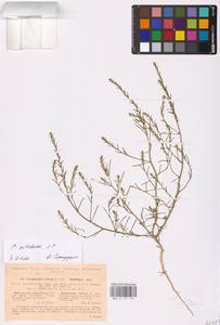 Corispermum nitidum Kit. ex Schult., Eastern Europe, North Ukrainian region (E11) (Ukraine)