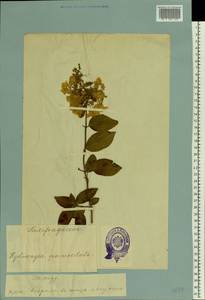 Hydrangea paniculata Siebold, Eastern Europe, Estonia (E2c) (Estonia)