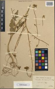 Brassica deflexa Boiss., South Asia, South Asia (Asia outside ex-Soviet states and Mongolia) (ASIA) (Syria)