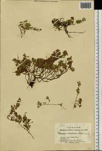 Thymus mongolicus (Ronniger) Ronniger, Siberia, Altai & Sayany Mountains (S2) (Russia)