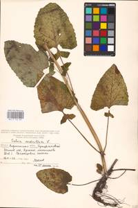 MHA 0 156 481, Salvia verticillata L., Eastern Europe, Central forest-and-steppe region (E6) (Russia)