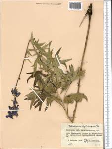 Delphinium dictyocarpum DC., Middle Asia, Muyunkumy, Balkhash & Betpak-Dala (M9) (Kazakhstan)