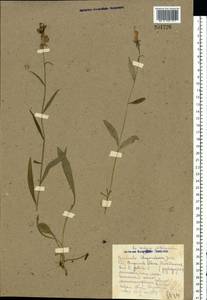 Campanula patula L., Eastern Europe, North-Western region (E2) (Russia)