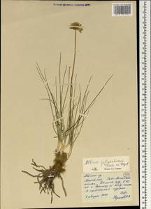 Allium polyrhizum Turcz. ex Regel, Mongolia (MONG) (Mongolia)