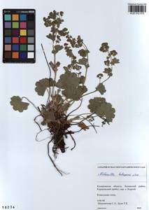 Alchemilla hebescens Juz., Siberia, Altai & Sayany Mountains (S2) (Russia)