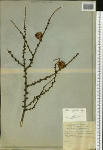 Larix gmelinii var. gmelinii, Siberia, Russian Far East (S6) (Russia)