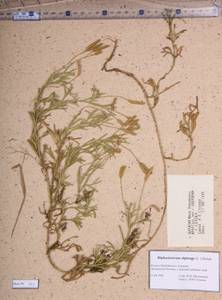 Diphasiastrum alpinum (L.) Holub, Siberia, Baikal & Transbaikal region (S4) (Russia)