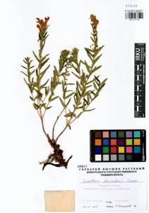 Scutellaria baicalensis Georgi, Siberia, Baikal & Transbaikal region (S4) (Russia)