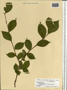 Ulmus minor subsp. minor, Eastern Europe, Central forest-and-steppe region (E6) (Russia)