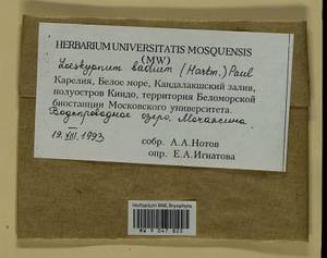 Loeskypnum badium (Hartm.) H.K.G. Paul, Bryophytes, Bryophytes - Karelia, Leningrad & Murmansk Oblasts (B4) (Russia)