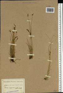 Carex supina Willd. ex Wahlenb., Eastern Europe, Central forest-and-steppe region (E6) (Russia)