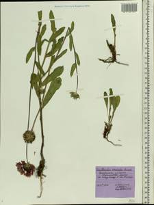 Gaillardia aristata Pursh, Eastern Europe, Central forest-and-steppe region (E6) (Russia)