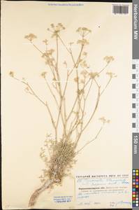 Pimpinella tragium Vill., Eastern Europe, North Ukrainian region (E11) (Ukraine)
