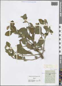 Heliotropium europaeum L., Crimea (KRYM) (Russia)