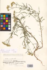Achillea micrantha Willd., Eastern Europe, Lower Volga region (E9) (Russia)