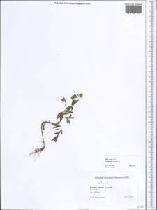 Calendula arvensis L., Africa (AFR) (Spain)