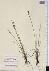 Sisyrinchium montanum Greene, America (AMER) (Canada)