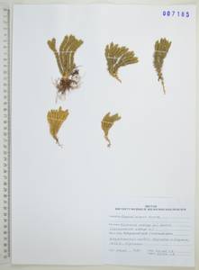 Huperzia selago (L.) Bernh., Siberia, Russian Far East (S6) (Russia)