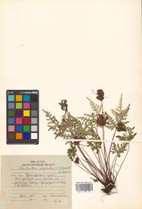 Aleuritopteris argentea (S. G. Gmel.) Fée, Siberia, Russian Far East (S6) (Russia)