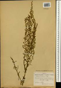 Artemisia glauca Pall. ex Willd., Mongolia (MONG) (Mongolia)