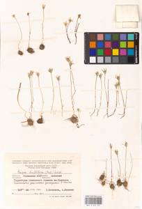 Gagea bulbifera (Pall.) Salisb., Eastern Europe, Lower Volga region (E9) (Russia)