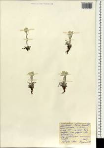 Leontopodium leontopodinum (DC.) Hand.-Mazz., Mongolia (MONG) (Mongolia)