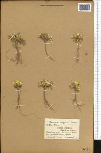 Chorispora songarica Schrenk, Middle Asia, Northern & Central Tian Shan (M4) (Kyrgyzstan)