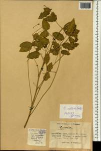 Glycyrrhiza inflata Batalin, South Asia, South Asia (Asia outside ex-Soviet states and Mongolia) (ASIA) (China)