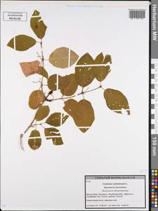Lonicera xylosteum L., Eastern Europe, Belarus (E3a) (Belarus)