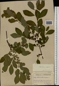 Salix aurita × starkeana, Eastern Europe, Moscow region (E4a) (Russia)