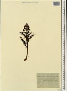 Pedicularis panjutinii E. Busch, Caucasus, Stavropol Krai, Karachay-Cherkessia & Kabardino-Balkaria (K1b) (Russia)