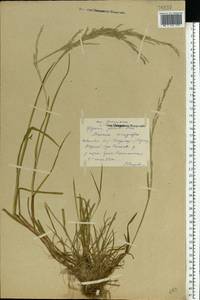 Glyceria notata Chevall., Eastern Europe, Central forest region (E5) (Russia)