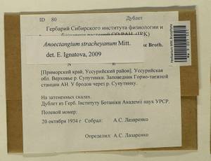 Anoectangium stracheyanum Mitt., Bryophytes, Bryophytes - Russian Far East (excl. Chukotka & Kamchatka) (B20) (Russia)