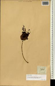 Cratoxylum sumatranum subsp. blancoi (Bl.) Gogelein, South Asia, South Asia (Asia outside ex-Soviet states and Mongolia) (ASIA) (Philippines)