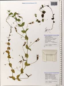 Lathyrus aphaca L., Caucasus, Stavropol Krai, Karachay-Cherkessia & Kabardino-Balkaria (K1b) (Russia)