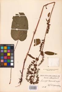 Rumex obtusifolius L., Eastern Europe, North-Western region (E2) (Russia)