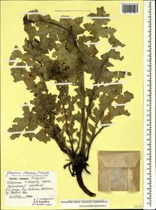 Glaucium flavum Crantz, Caucasus, Georgia (K4) (Georgia)