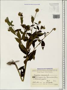Carpesium cernuum L., Caucasus, Black Sea Shore (from Novorossiysk to Adler) (K3) (Russia)