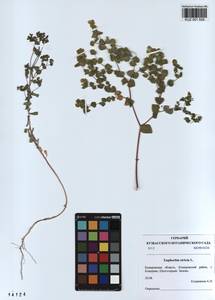 KUZ 001 509, Euphorbia stricta L., Siberia, Altai & Sayany Mountains (S2) (Russia)