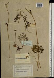 Thalictrum petaloideum L., Siberia, Baikal & Transbaikal region (S4) (Russia)